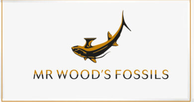 Make Your Business Stand Out with Mr Wood’s Fossils
