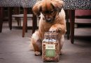 Sir Woofchester’s – Canine Hospitality