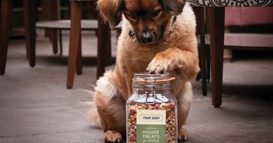 Sir Woofchester’s – Canine Hospitality