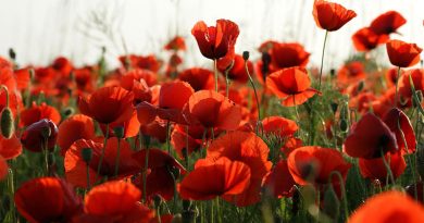 Pubs and Brewers Raise a Glass in Support of Veterans and Their Families